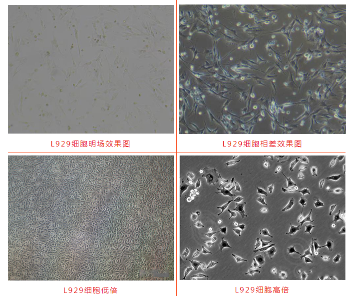 顯微鏡.png 顯微鏡.png